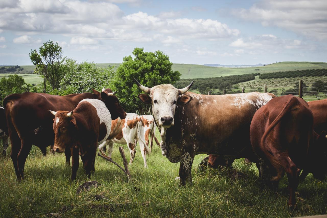 Отель Oribi Gorge Guest Farm Glendale Экстерьер фото