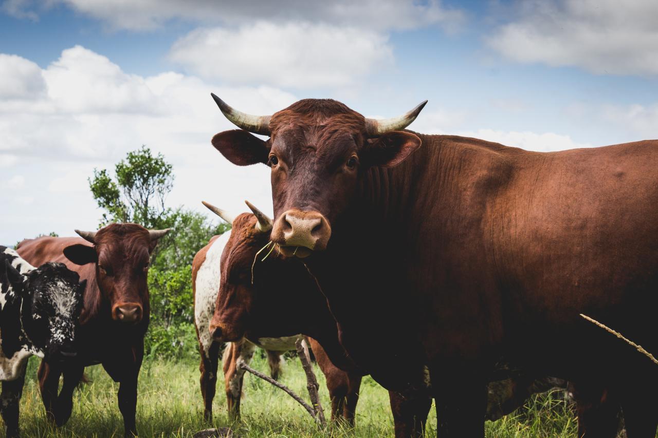 Отель Oribi Gorge Guest Farm Glendale Экстерьер фото